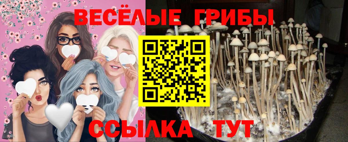 Галлюциногенные грибы Psilocybe  Вход с VPN  Киров 